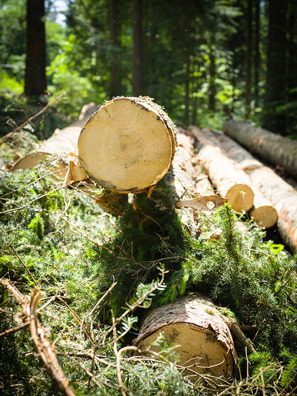 Frontalansicht abgeschnittener Baumstämme im Wald