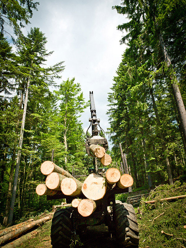 Rückansicht eines Rückewagens im Wald, der gerade mit einem Kran die Ladefläche mit Baumstämmen befüllt.
