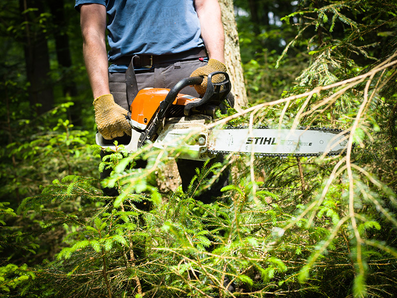 Mann hält im Wald eine Motorsäge in Händen. Im Vordergrund sind junge Bäume zu sehen.