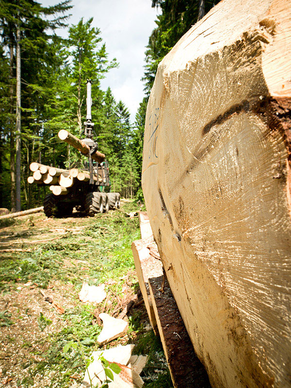 Ein Harvester lädt im Wald im linken Bereich des Bildes Holzstämme auf. Ich rechten Bereich sieht man eine Nahaufnahme eines abgeschnittenen Baumstamms.