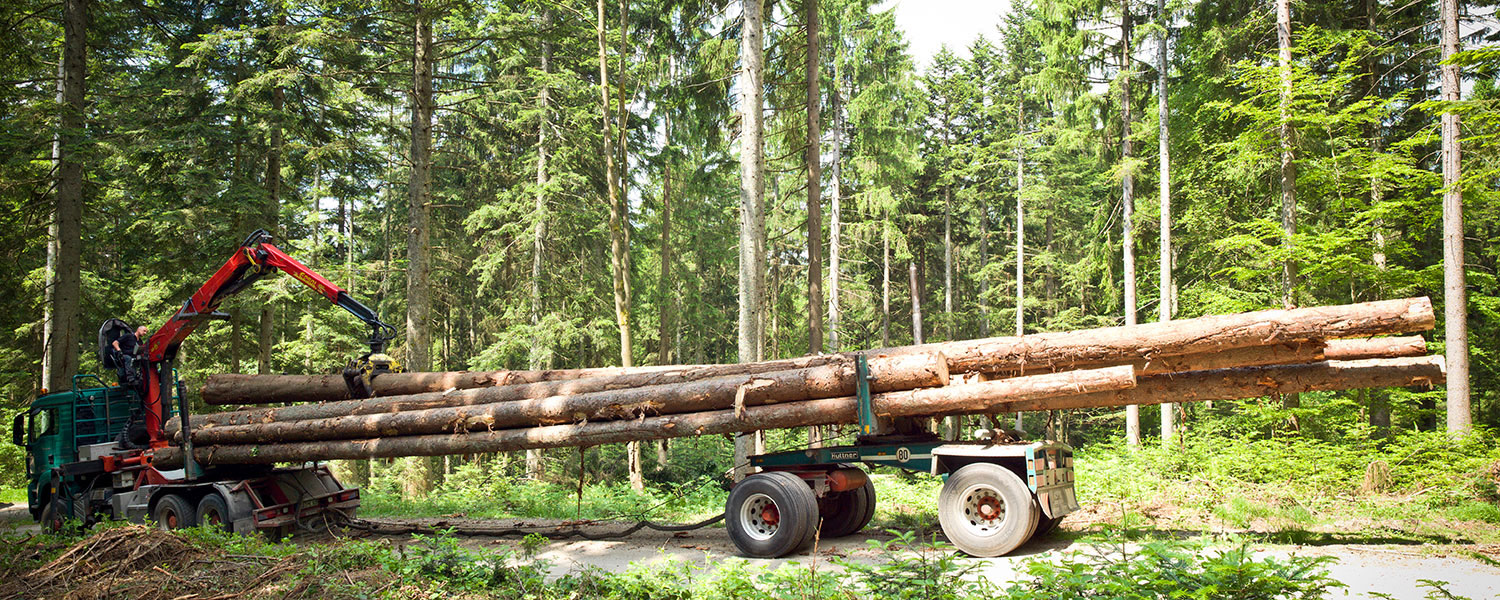 Holztransporter belädt im Wald mit einem Kran die Ladefläche.